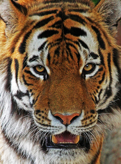 Amur Tiger_edited-1