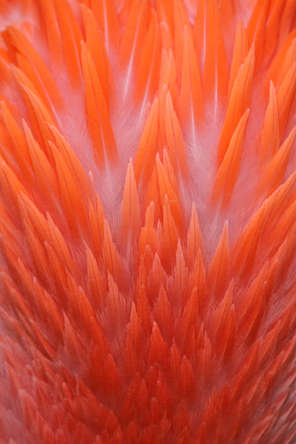 7 Flamingo Feather Fire_9970_