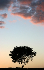 Lone Tree at Sunset crop