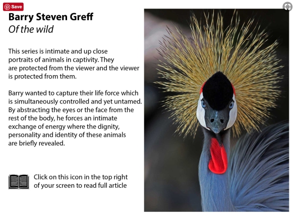 African Crowned Crane text crop